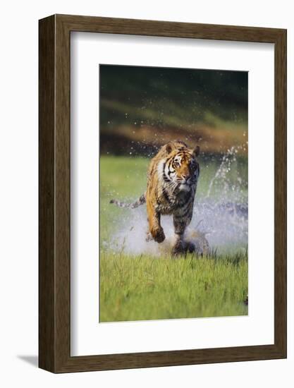 Charging Bengal Tiger-DLILLC-Framed Photographic Print