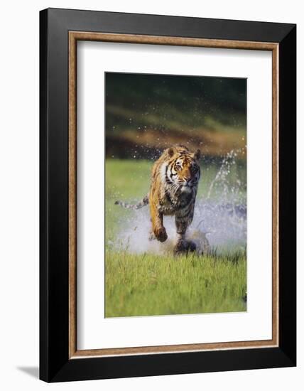 Charging Bengal Tiger-DLILLC-Framed Photographic Print