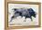 Charging Bull, 1998-Mark Adlington-Framed Premier Image Canvas