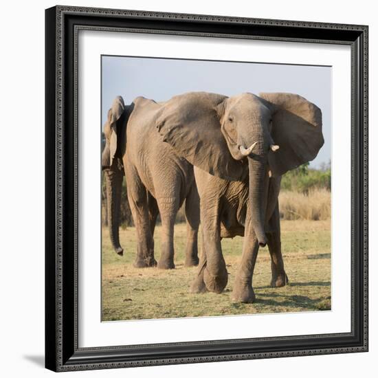 Charging Elepant-Scott Bennion-Framed Photo