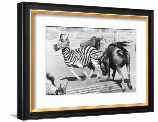 Charging Gnu-Central Press-Framed Photographic Print