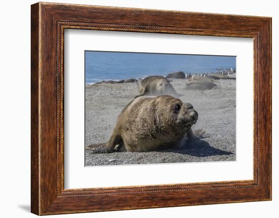 Charging Southern Elephant Seal Bull (Mirounga Leonina), St. Andrews Bay, South Georgia-Michael Nolan-Framed Photographic Print