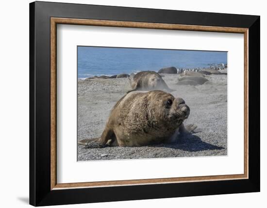 Charging Southern Elephant Seal Bull (Mirounga Leonina), St. Andrews Bay, South Georgia-Michael Nolan-Framed Photographic Print