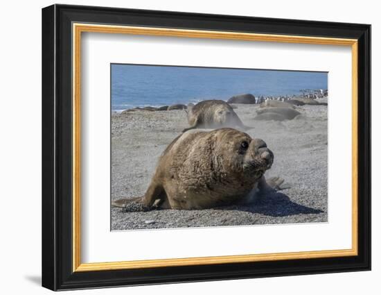 Charging Southern Elephant Seal Bull (Mirounga Leonina), St. Andrews Bay, South Georgia-Michael Nolan-Framed Photographic Print