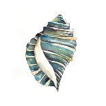 Aquarelle Shells V-Chariklia Zarris-Art Print