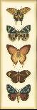 Small Butterfly Collector VI-Chariklia Zarris-Art Print