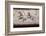 Charioteer and Horses, Painted Tomb Slab Detail, National Archaeological Museum-Eleanor Scriven-Framed Photographic Print