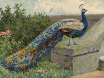 Peacock (Chromolitho)-Charles Collins-Giclee Print