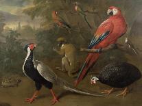 Pheasant, Macaw, Monkey, Parrots and Tortoise-Charles Collins-Framed Giclee Print