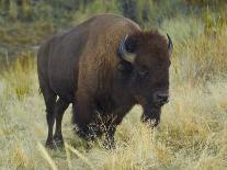 American Bison Buffalo, National Bison Range, Montana, USA-Charles Crust-Photographic Print