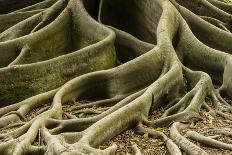 Buttress Roots of Large Evergreen Banyan Tree, Sarasota, Florida, USA-Charles Crust-Photographic Print