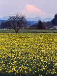 Rainier in Pink Twilight, Daffodil Field under Mt, Puyallup, Washington, Usa-Charles Crust-Framed Photographic Print