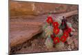 Photographic Print