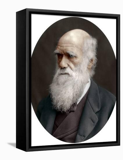 Charles Darwin, British Naturalist, 1878-Lock & Whitfield-Framed Premier Image Canvas