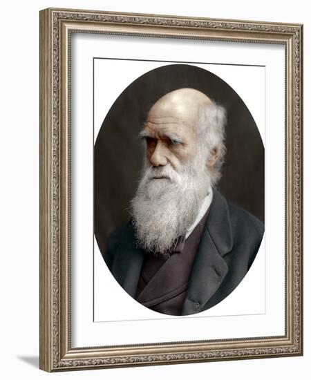 Charles Darwin, British Naturalist, 1878-Lock & Whitfield-Framed Photographic Print