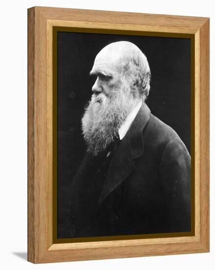 Charles Darwin, C.1870 (B/W Photo)-Julia Margaret Cameron-Framed Premier Image Canvas