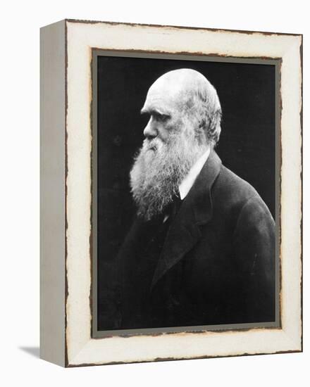 Charles Darwin, C.1870 (B/W Photo)-Julia Margaret Cameron-Framed Premier Image Canvas