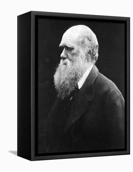 Charles Darwin, C.1870 (B/W Photo)-Julia Margaret Cameron-Framed Premier Image Canvas