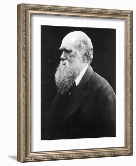 Charles Darwin, C.1870 (B/W Photo)-Julia Margaret Cameron-Framed Giclee Print