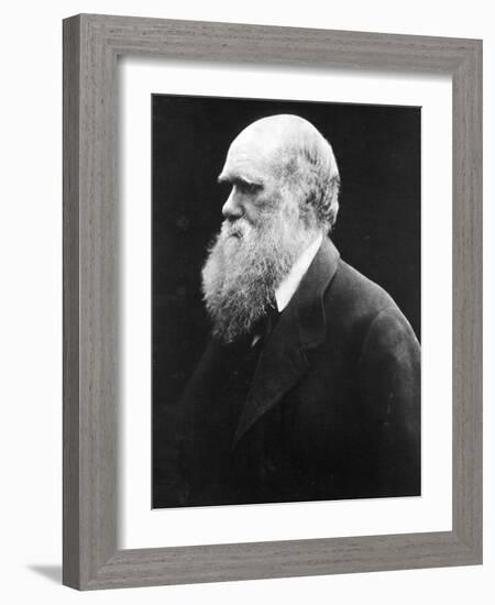 Charles Darwin, C.1870 (B/W Photo)-Julia Margaret Cameron-Framed Giclee Print