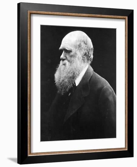 Charles Darwin, C.1870 (B/W Photo)-Julia Margaret Cameron-Framed Giclee Print