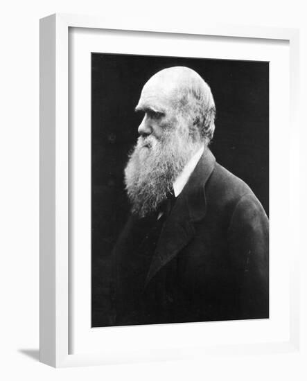 Charles Darwin, C.1870 (B/W Photo)-Julia Margaret Cameron-Framed Giclee Print