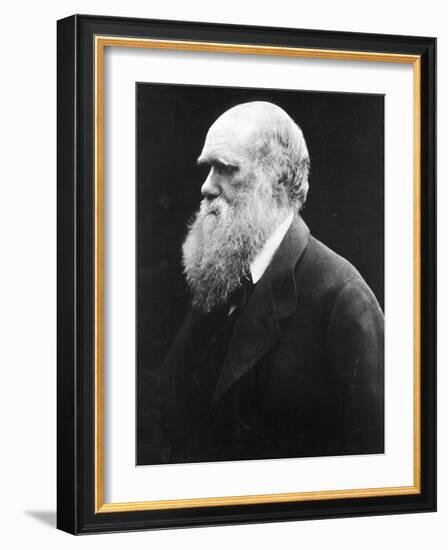 Charles Darwin, C.1870 (B/W Photo)-Julia Margaret Cameron-Framed Giclee Print