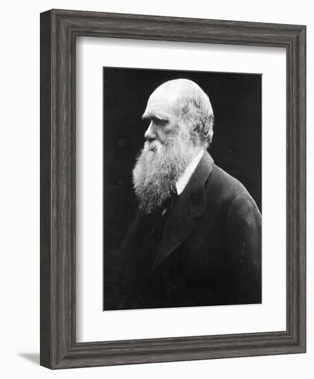 Charles Darwin, C.1870 (B/W Photo)-Julia Margaret Cameron-Framed Giclee Print