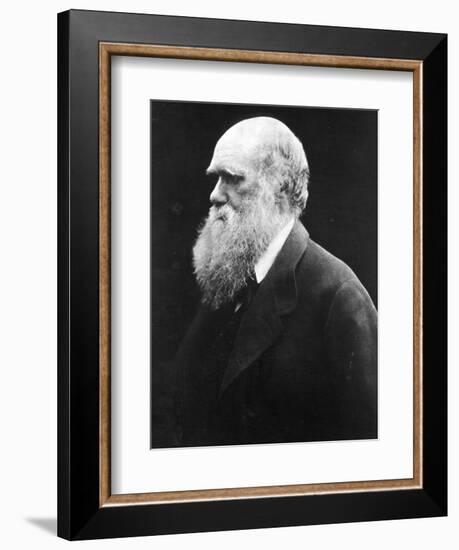 Charles Darwin, C.1870 (B/W Photo)-Julia Margaret Cameron-Framed Giclee Print