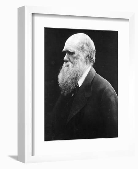 Charles Darwin, C.1870 (B/W Photo)-Julia Margaret Cameron-Framed Giclee Print