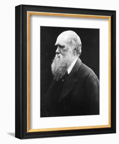 Charles Darwin, C.1870 (B/W Photo)-Julia Margaret Cameron-Framed Giclee Print