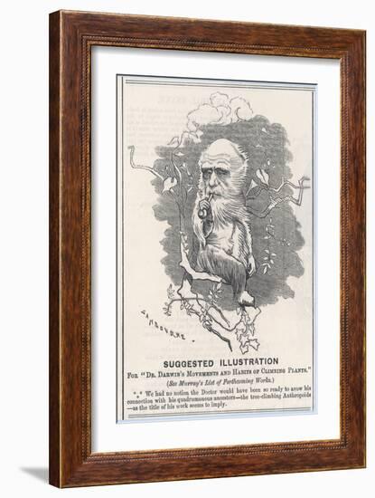 Charles Darwin, Depicted as a Tree-Climbing Anthropoid-null-Framed Art Print