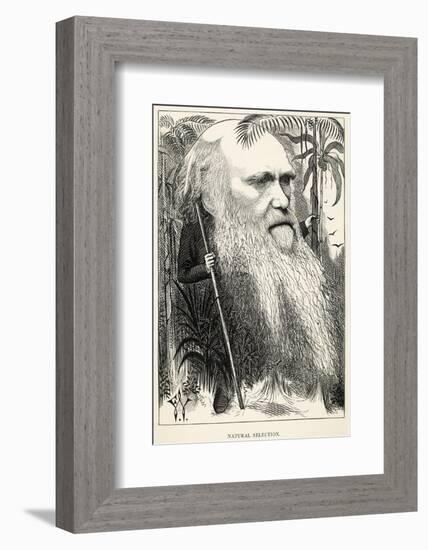 Charles Darwin, Depicted as a Wild Man of the Jungle-F. Waddy-Framed Photographic Print