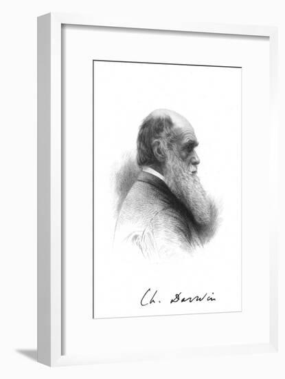 Charles Darwin, English naturalist, c1880. Artist: Unknown-Unknown-Framed Giclee Print