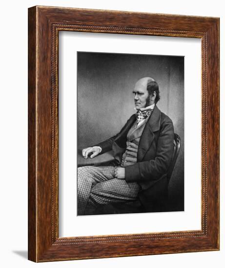 Charles Darwin (Engraving)-Maull & Fox-Framed Giclee Print