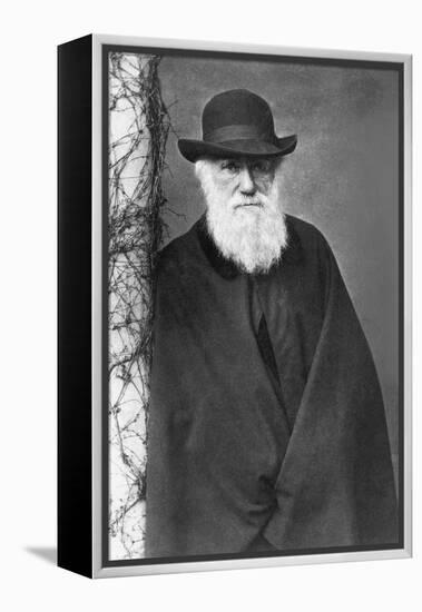 Charles Darwin-null-Framed Premier Image Canvas