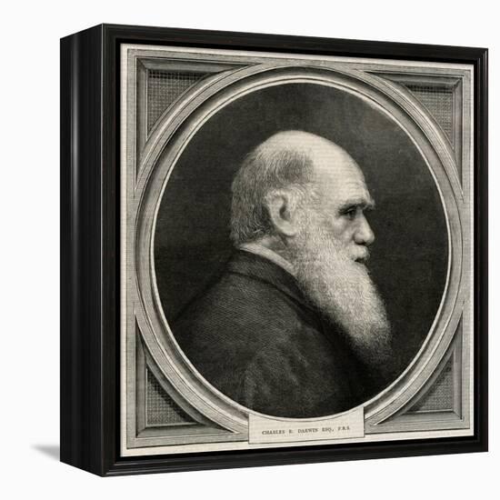 Charles Darwin-null-Framed Stretched Canvas
