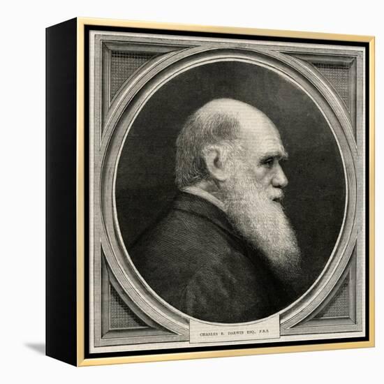 Charles Darwin-null-Framed Stretched Canvas