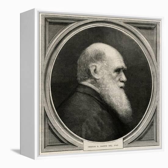 Charles Darwin-null-Framed Stretched Canvas