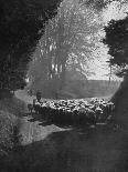 Sheep on the Way to the Wilton Sheep Fair, Wilton, Wiltshire, 1924-1926-Charles E Brown-Mounted Giclee Print