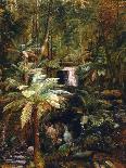 Gully in the Tasmanian Jungle-Charles E Gordon Frazer-Art Print
