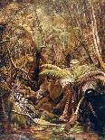 Gully in the Tasmanian Jungle-Charles E Gordon Frazer-Art Print