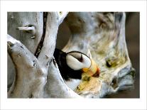 Nudibranch under the Sea, New Zealand-Charles Glover-Framed Art Print