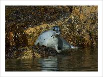 Alaska Puffin Hideout-Charles Glover-Giclee Print