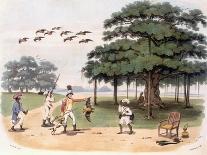 Flying Foxes at Banyantree, C.1791-98 (Colour Aquatint)-Charles Gold-Laminated Giclee Print