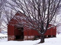 Barn and Maple after winter storm, Fairfax County, Virginia, USA-Charles Gurche-Photographic Print