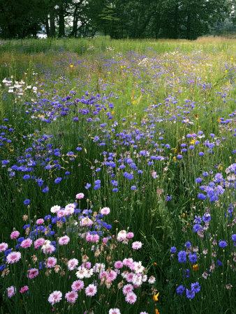 charles-gurche-cornflower-