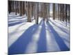 Photographic Print