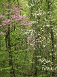 Blue Ridge Mountains Catawba Rhododendron, Blue Ridge Parkway, Virginia, USA-Charles Gurche-Photographic Print