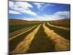 Photographic Print